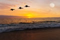 Birds Silhouettes Flying Royalty Free Stock Photo
