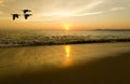 Birds Silhouettes Flying