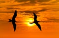 Birds Silhouettes Flying