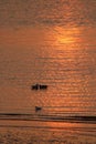 Birds silhouettes on waters Morecambe Bay sunset Royalty Free Stock Photo