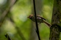 The birds are singing love songs in the bamboo forest!