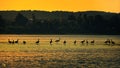 Birds in Single File . Royalty Free Stock Photo