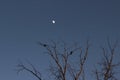 Birds sit on a leafless branch against the evening blue sky with the moon. Silhouette of dry tree branches with two ravens and the