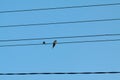 Birds sit on wires against a background of the sky