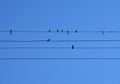 Birds Sit On The Wires