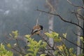 Birds siting on a green tree with blur background.