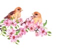 Birds sitting on apple tree branch raster illustration Royalty Free Stock Photo