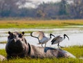 Birds are sitting on the back of a hippopotamus. Botswana. Okavango Delta. Royalty Free Stock Photo