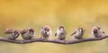 Birds sitting on a branch funny opened their beaks in anticipation of the parents Royalty Free Stock Photo