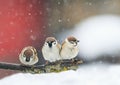 Birds sitting on a branch in the snow in Park at winter Royalty Free Stock Photo