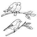 Birds sitting on a branch. Vector sketch illustration. Royalty Free Stock Photo