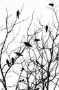 Birds sitting on the branched of a dry tree