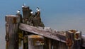 Birds Sitting on a Dock