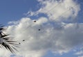 Birds sitting on the electrical cords under the clouds