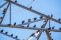 Birds Sitting on electrical pylon Royalty Free Stock Photo