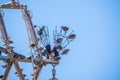 Birds Sitting on electrical pylon Royalty Free Stock Photo