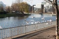 Birds sitting on a fence and flying by the river Royalty Free Stock Photo