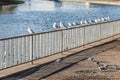 Birds sitting on a fence and flying by the river Royalty Free Stock Photo