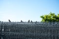 Birds sitting on a fence in summer Royalty Free Stock Photo