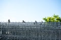 Birds sitting on a fence in summer Royalty Free Stock Photo