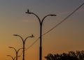 Birds sitting on lanterns lights at sunrise time