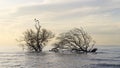 Birds sitting on mangrove trees