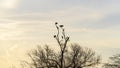 Birds sitting on mangrove trees