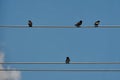 Birds sitting and resting on electric wire Royalty Free Stock Photo