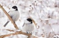 Birds sitting on snowy branch. Black capped chickadee. Winter time Royalty Free Stock Photo