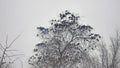 Birds sitting on a tree, a flock bird of crows