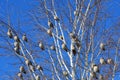 Birds sitting on tree in winter, blue sky Royalty Free Stock Photo