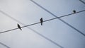 Birds Sitting On A Wire Against The Sky
