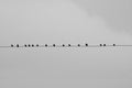 Birds sitting on a wire with a grey background Royalty Free Stock Photo