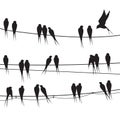 Birds sitting wire. Silhouette flock black bird on telephone electricity cable, swarm feathers swallow or martin swift Royalty Free Stock Photo