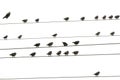 Birds sitting on wires Royalty Free Stock Photo