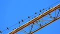 Birds are sitting on a crane Royalty Free Stock Photo