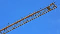 Birds are sitting on a crane Royalty Free Stock Photo