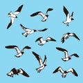 Birds sketch. Drawing illustration of seagulls