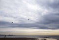 Birds in the sky above the beach at sunset, the coast of the Gulf of Finland in St. Petersburg in the evening Royalty Free Stock Photo