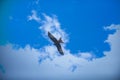 Birds in sky. Bird flying above the clouds. Bird flying. Birds flying on sky. Deep blue sky. Bird migration. Sky with eagle bird. Royalty Free Stock Photo