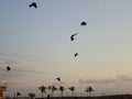 Birds in the sky on a bright summer day - Ras Al Khaimah Royalty Free Stock Photo