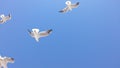 birds and sky