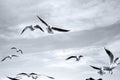 Birds in the sky - a flock of flying seagulls against cloudy sky Royalty Free Stock Photo