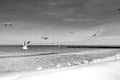 Birds in the sky - a flock of flying seagulls against cloudy sky Royalty Free Stock Photo