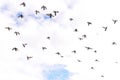 Birds in the sky. Flying flock of pigeons on the background of clouds. Many birds fly in one direction. Religious concept. Freedom Royalty Free Stock Photo