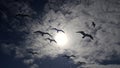 Birds in sky