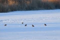 A flock of wild partridges sitting in the snow