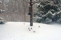 Birds in Snow Storm Royalty Free Stock Photo