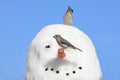 Birds On A Snowman