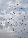 Birds Soaring in the Sky